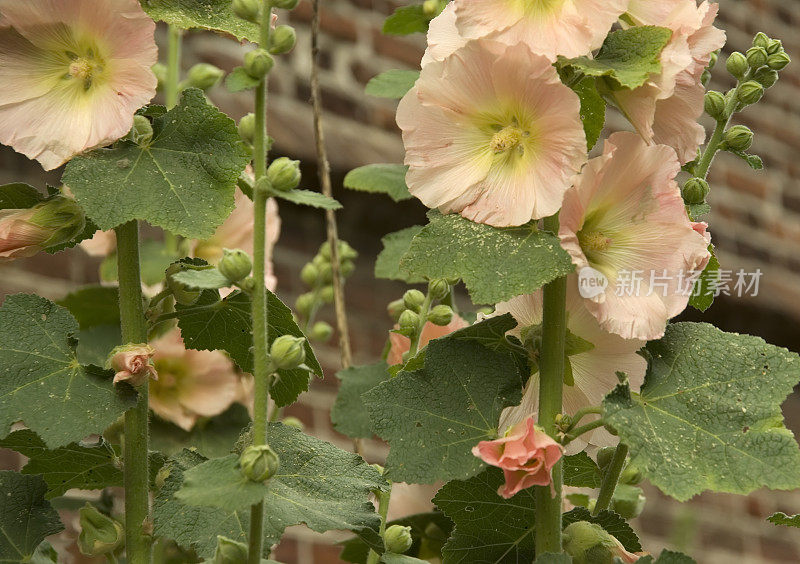 粉色荷利荷克(Alcea rosea)